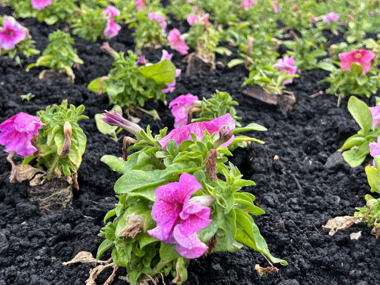 благоустройство, цветы, жители, Фрязино