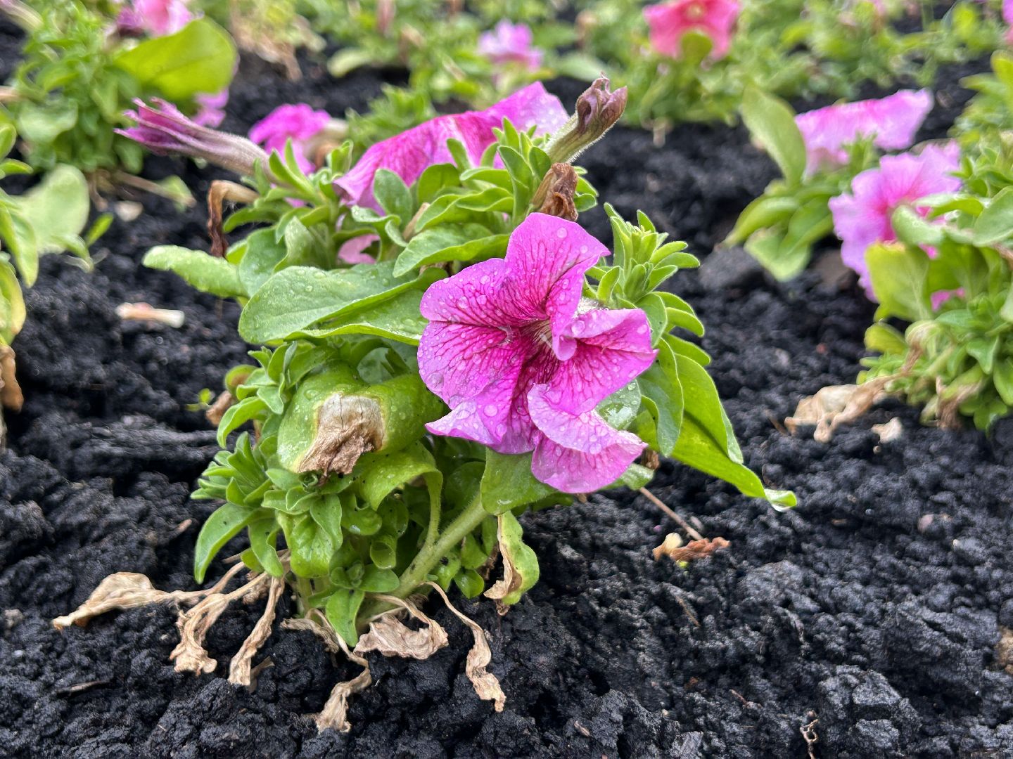 благоустройство, цветы, жители, Фрязино