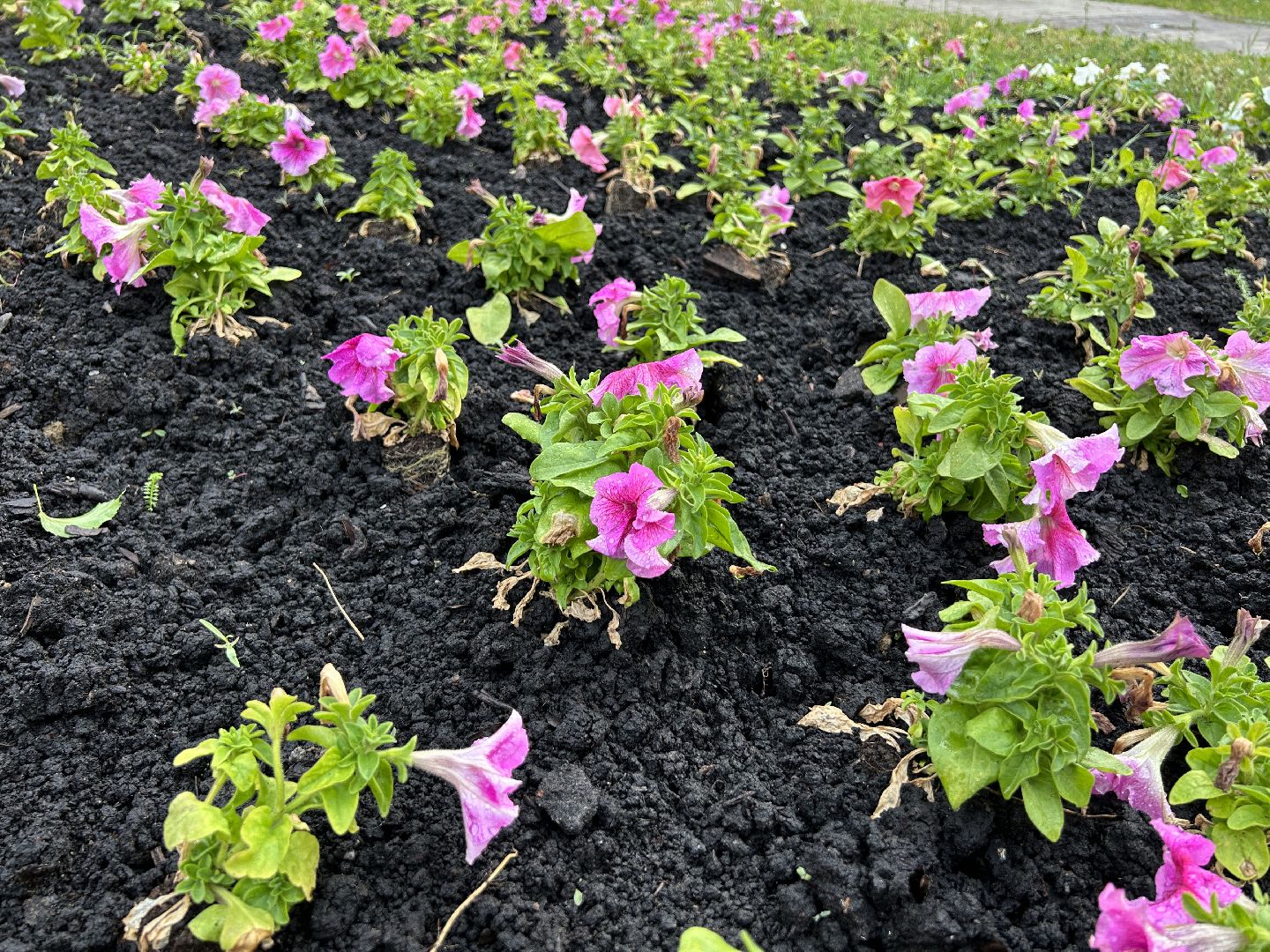 благоустройство, цветы, жители, Фрязино