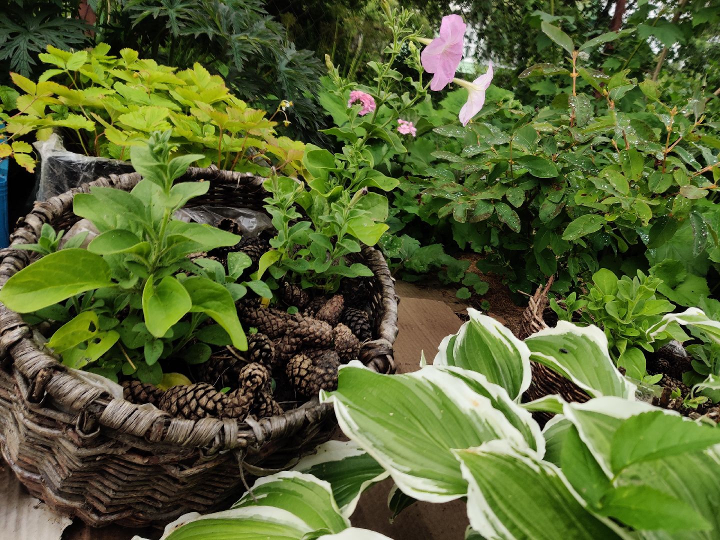 Красноармейск, Пушкинский, дача, клубника