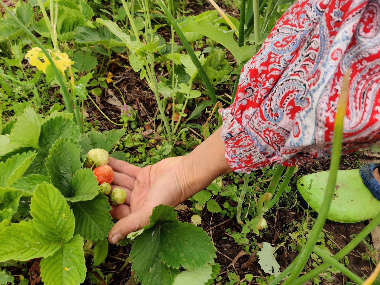 Красноармейск, Пушкинский, дача, клубника