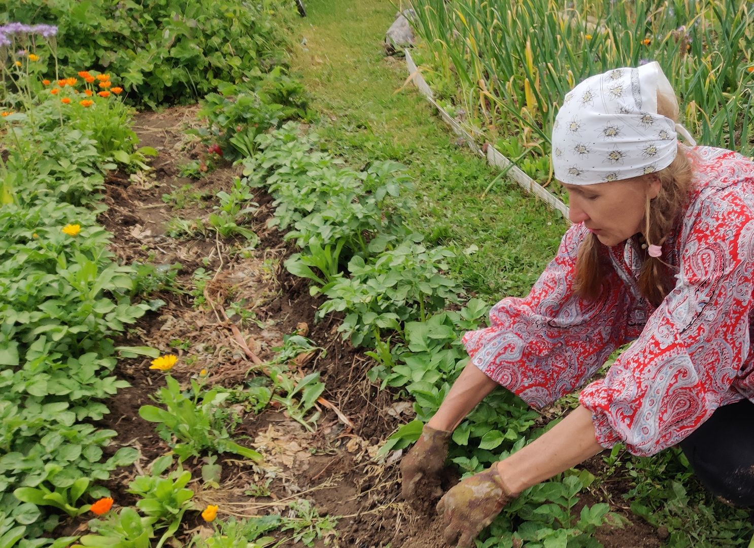 Красноармейск, Пушкинский, дача, клубника