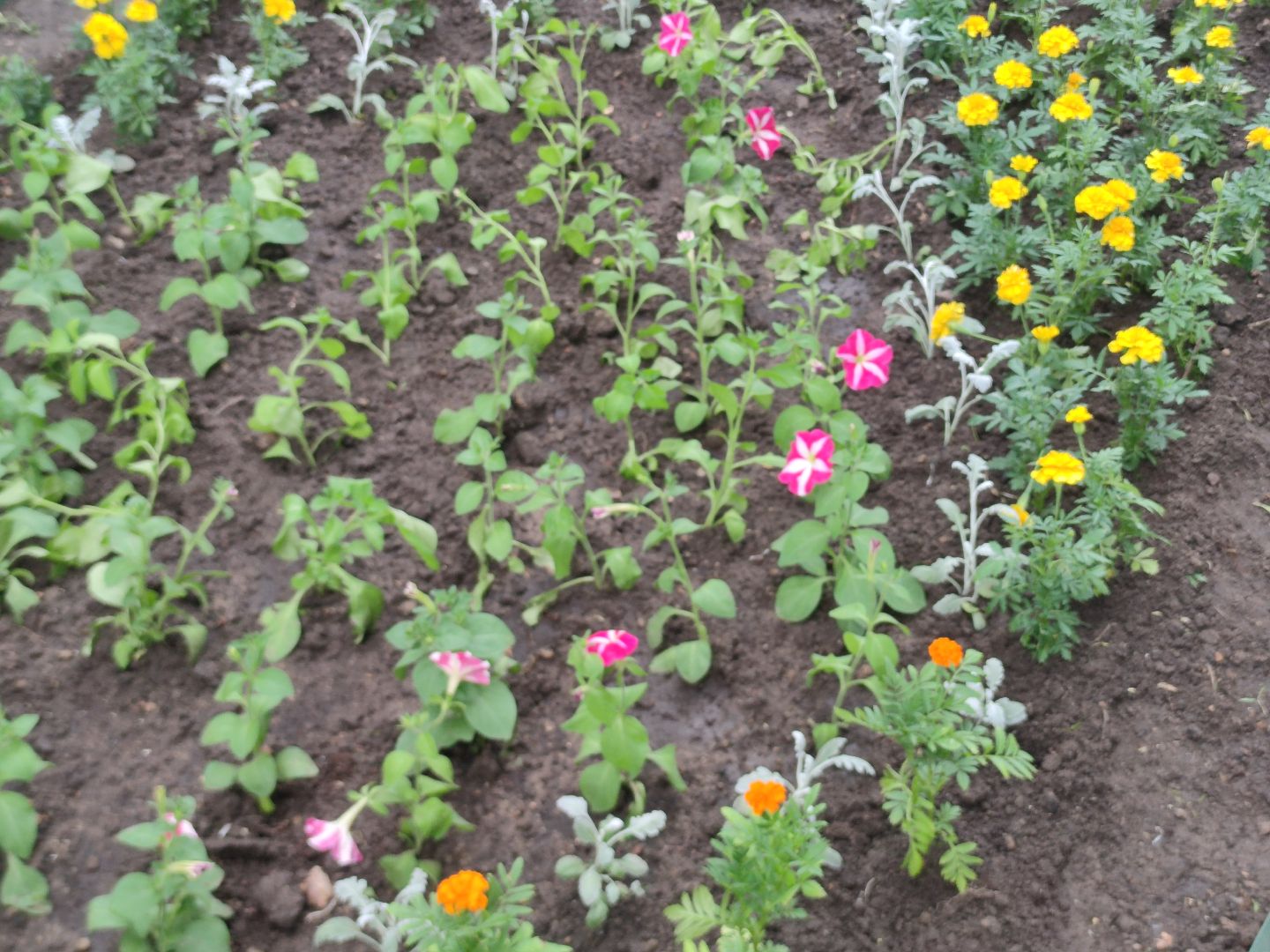 Клумба, цветы, благоустройство, Дубна