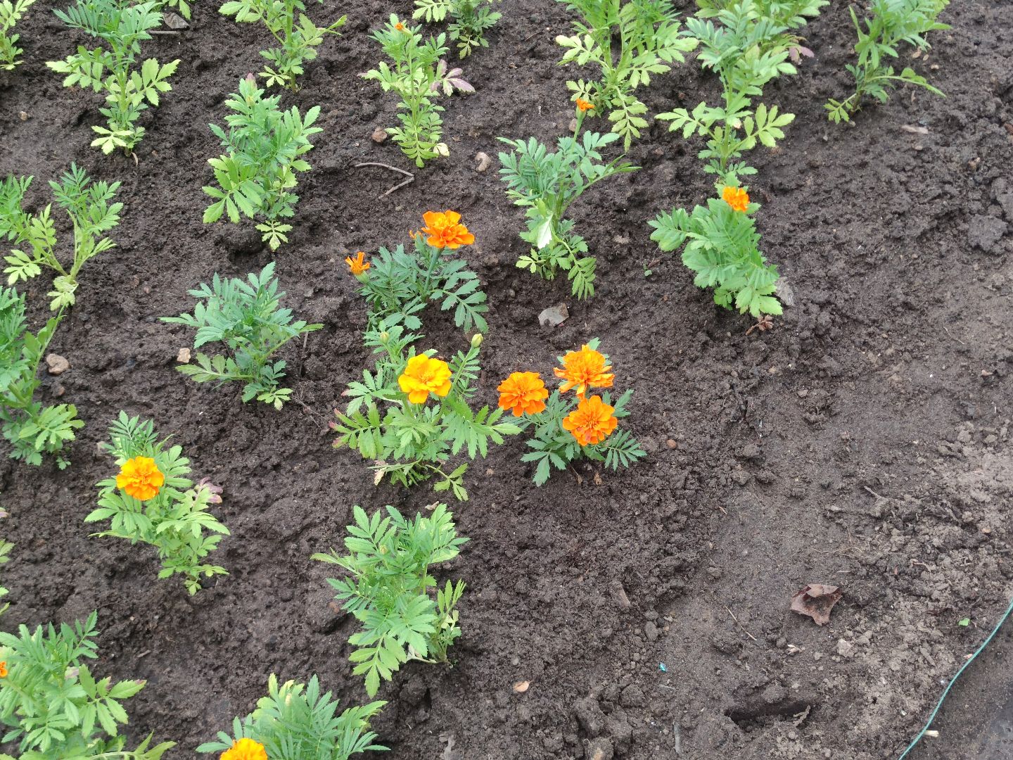 Клумба, цветы, благоустройство, Дубна