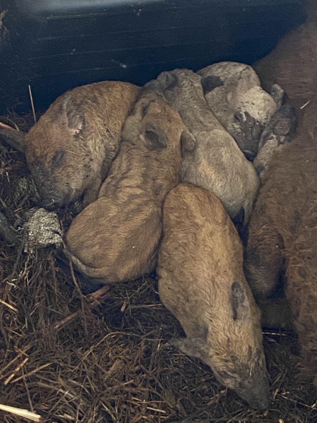 Сыр, хозяйство, молоко, ферма, Чехов