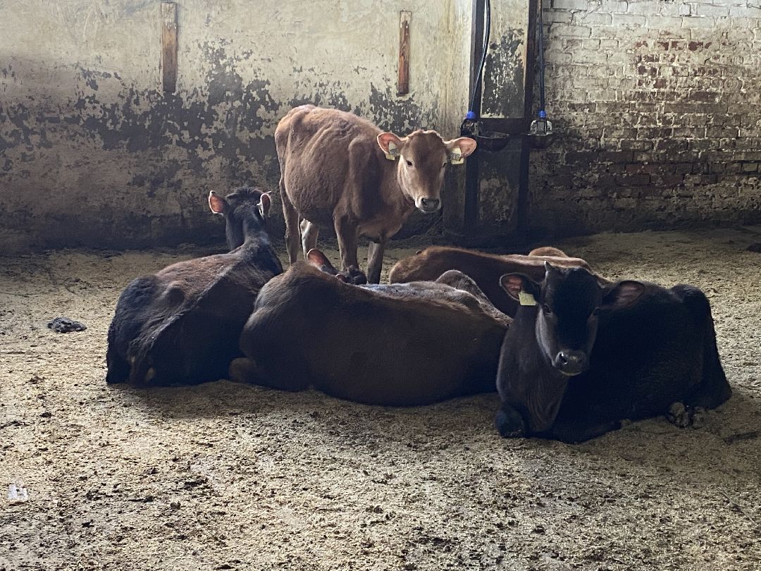 Сыр, хозяйство, молоко, ферма, Чехов