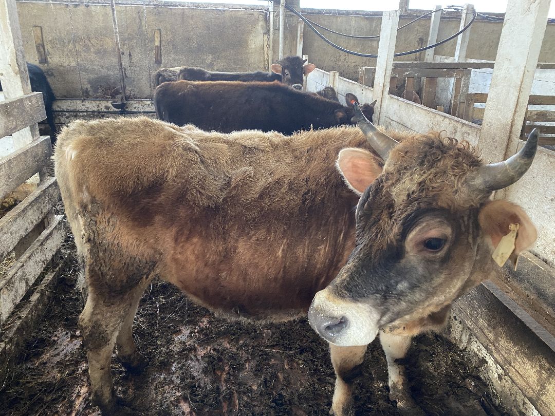 Сыр, хозяйство, молоко, ферма, Чехов