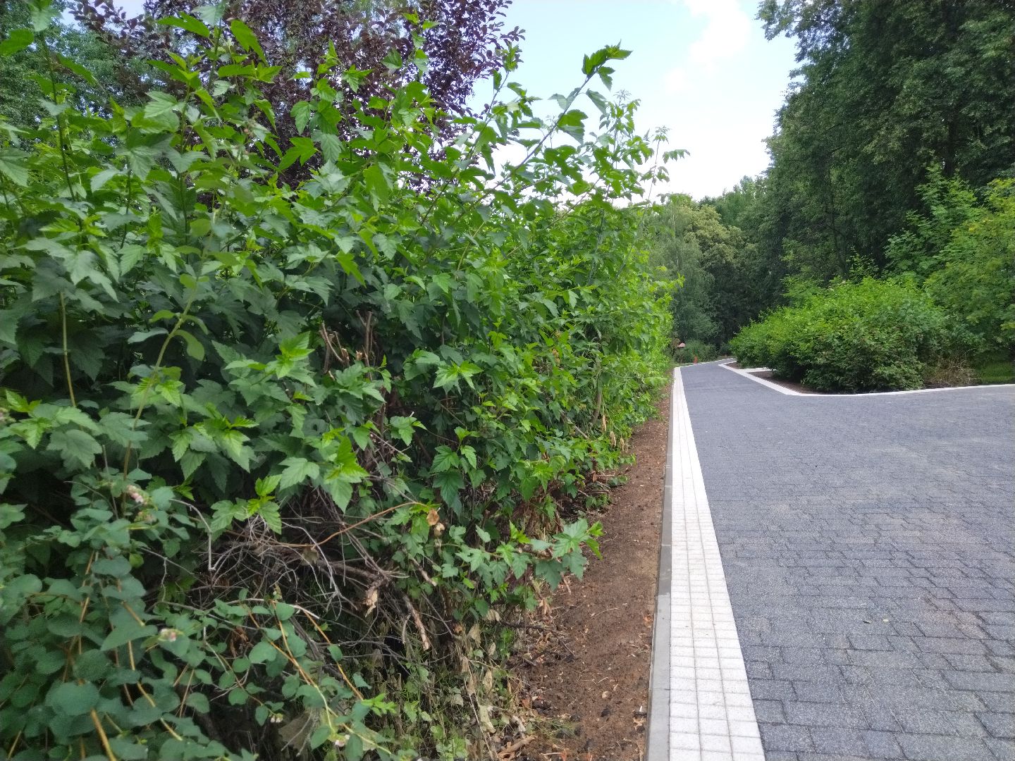 реконструкция парка, Мытищи, центральный парк, фонтан