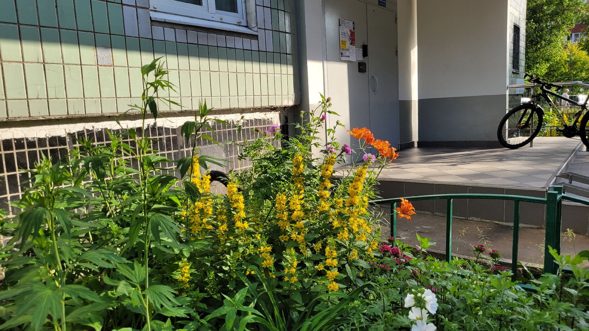 цветы; сад; видное; растения