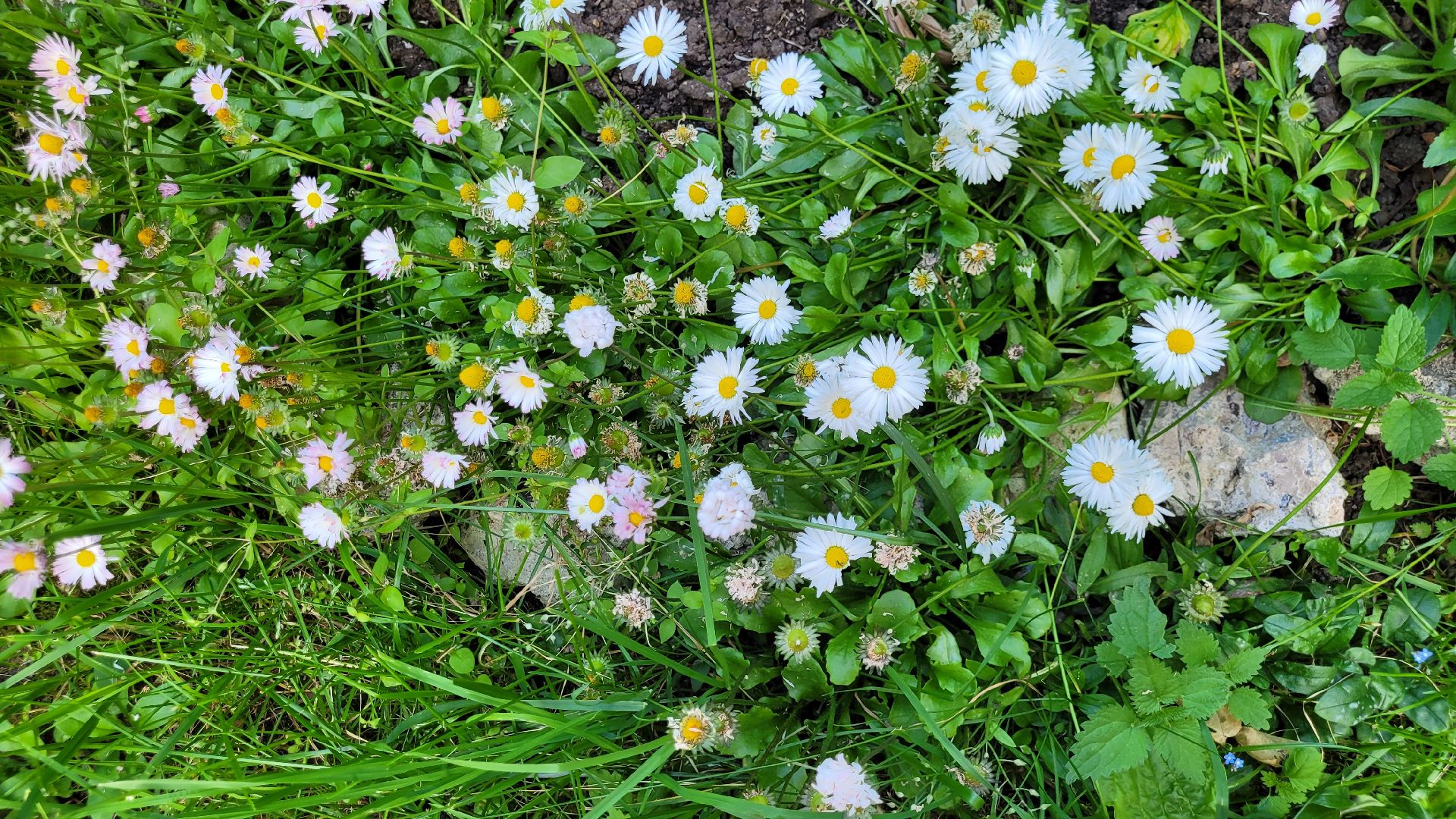 цветы; сад; видное; растения