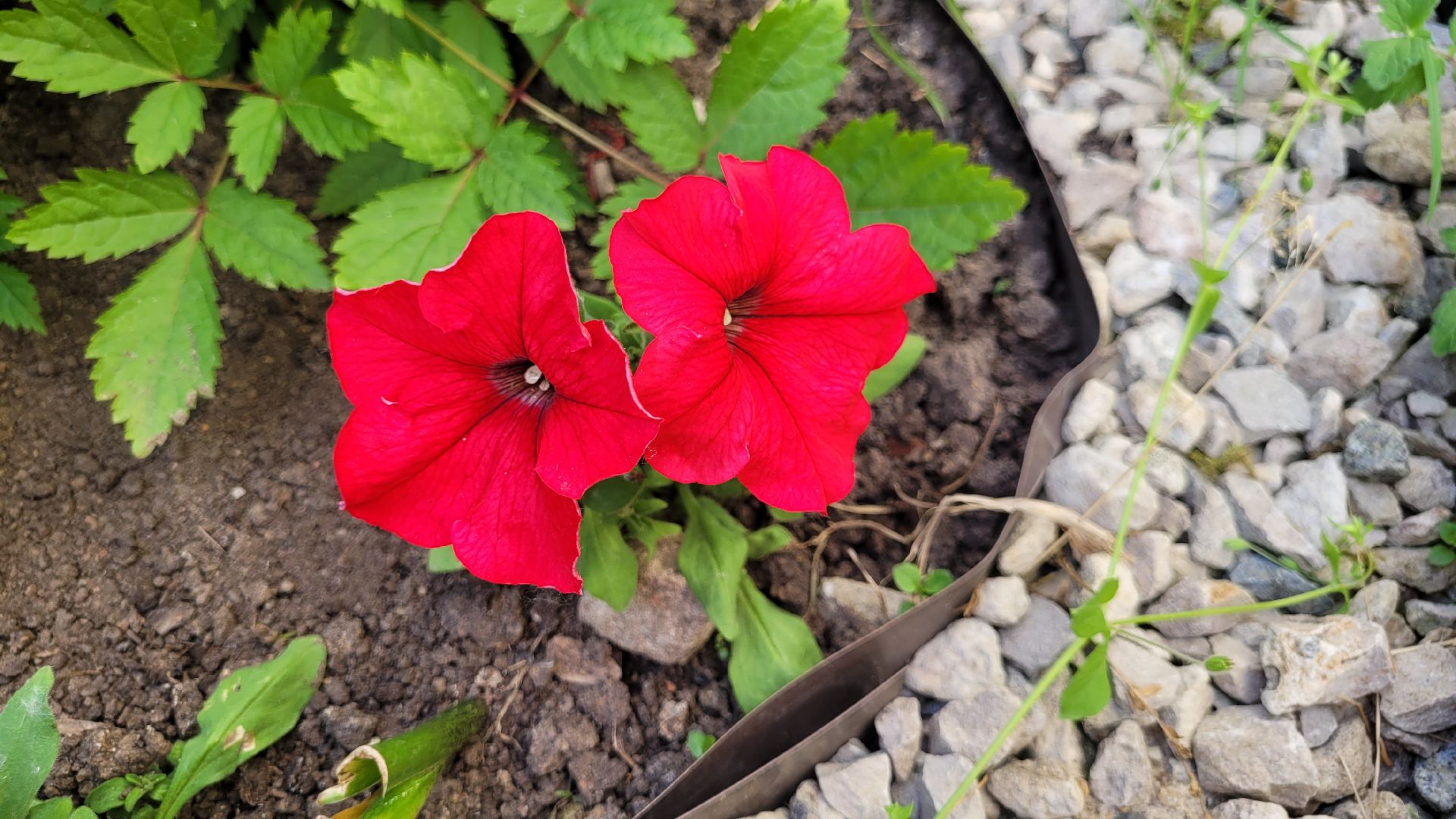 цветы; сад; видное; растения