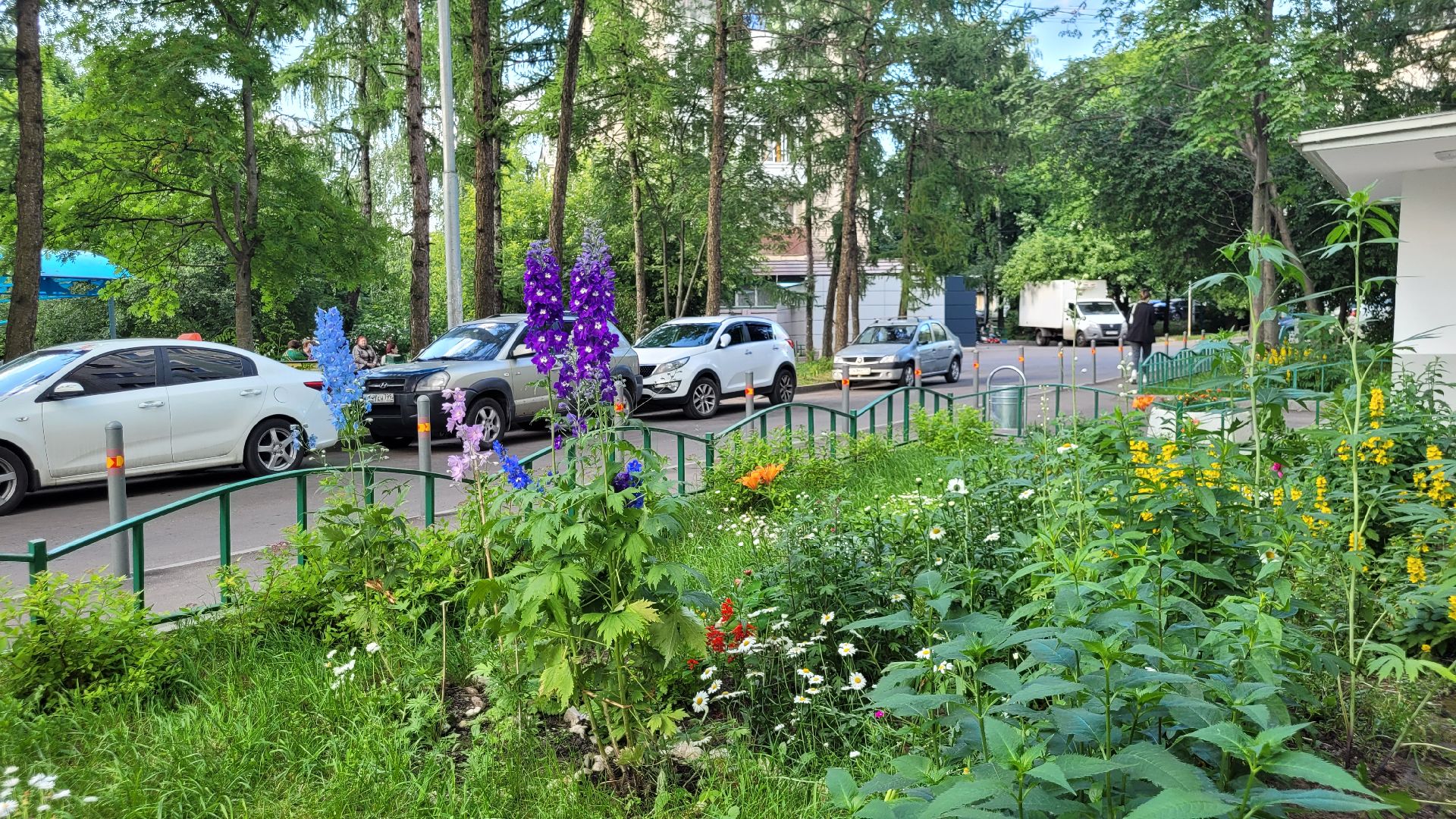 цветы; сад; видное; растения