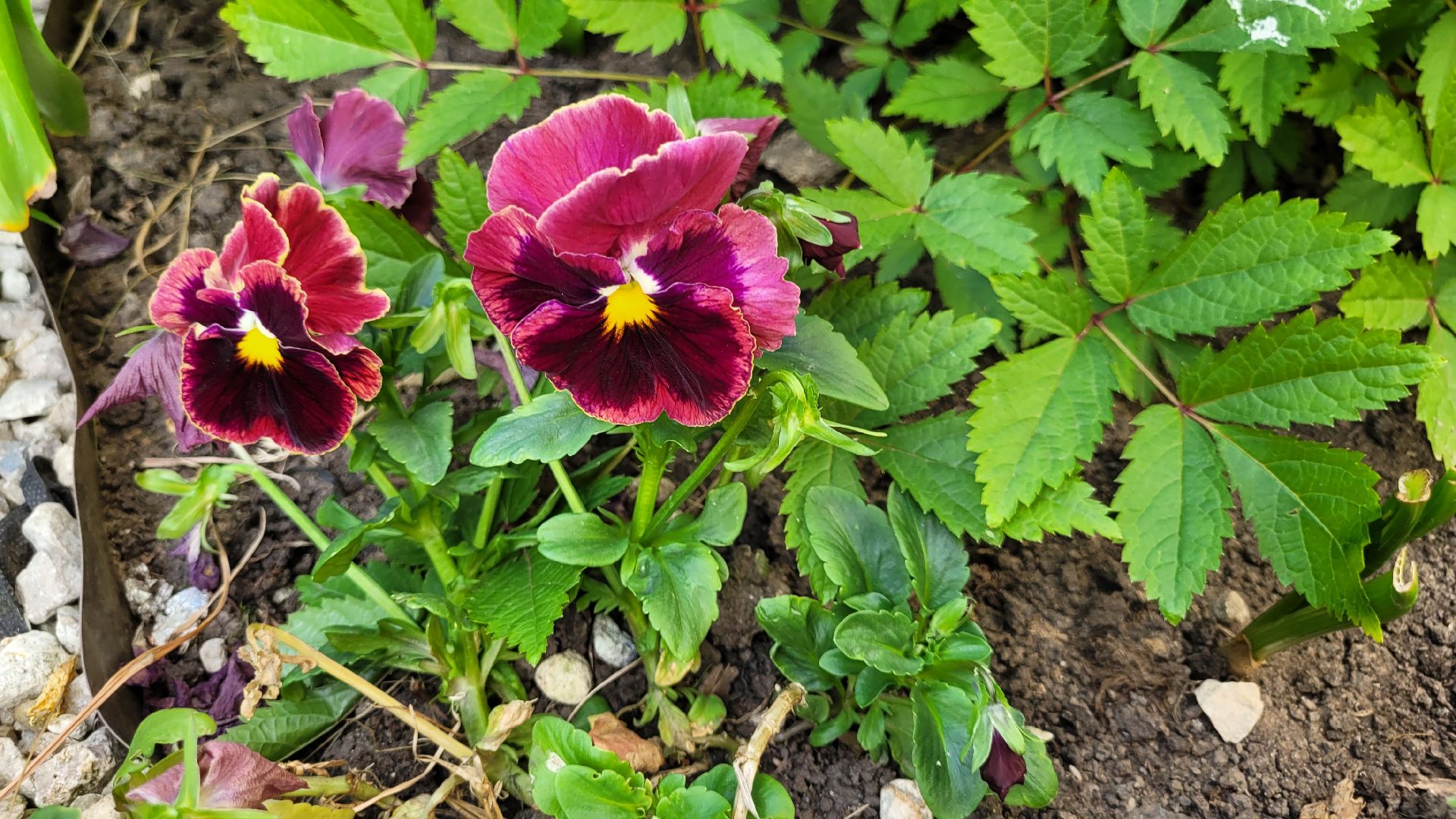 цветы; сад; видное; растения