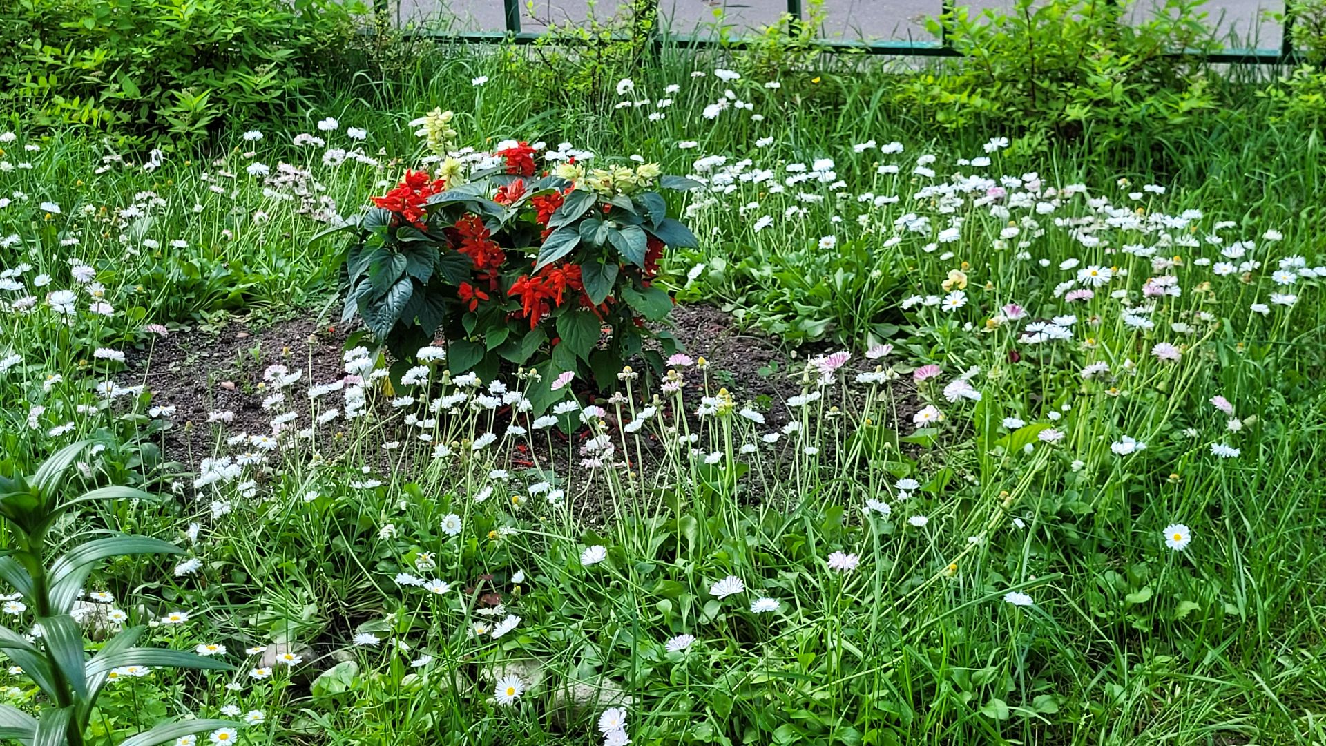 цветы; сад; видное; растения