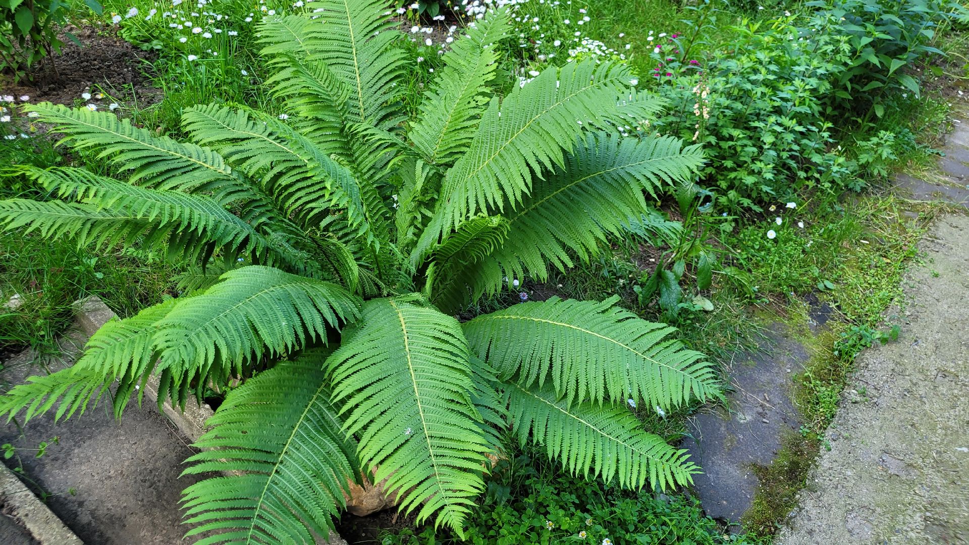 цветы; сад; видное; растения