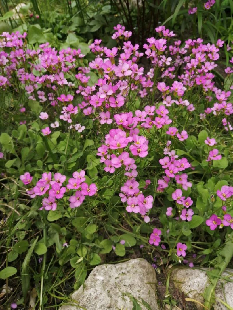 цветы; сад; видное; растения