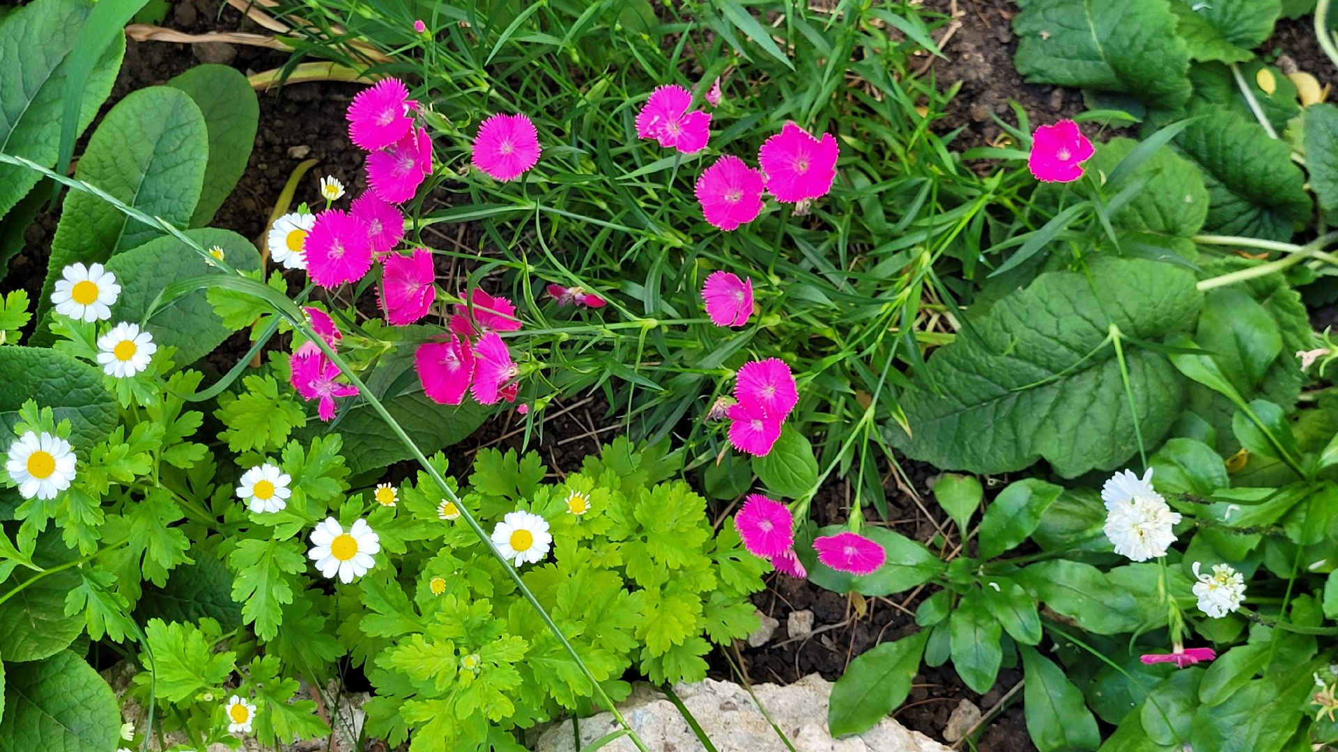 цветы; сад; видное; растения