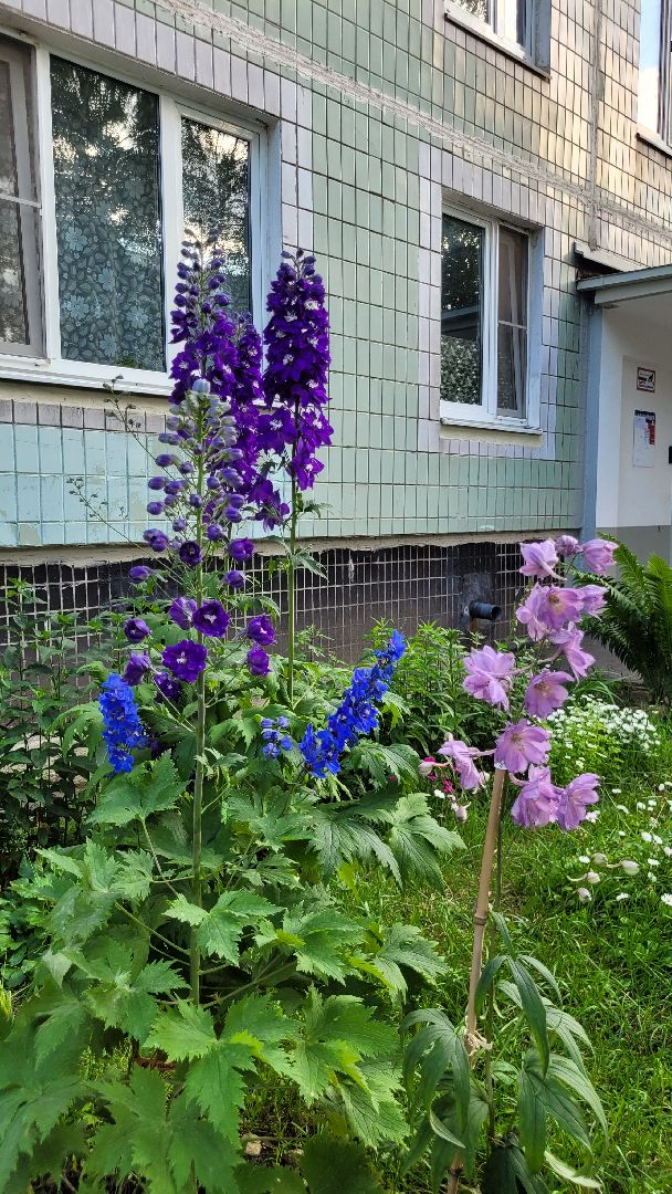 цветы; сад; видное; растения