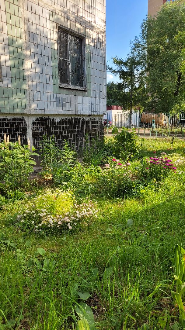 цветы; сад; видное; растения