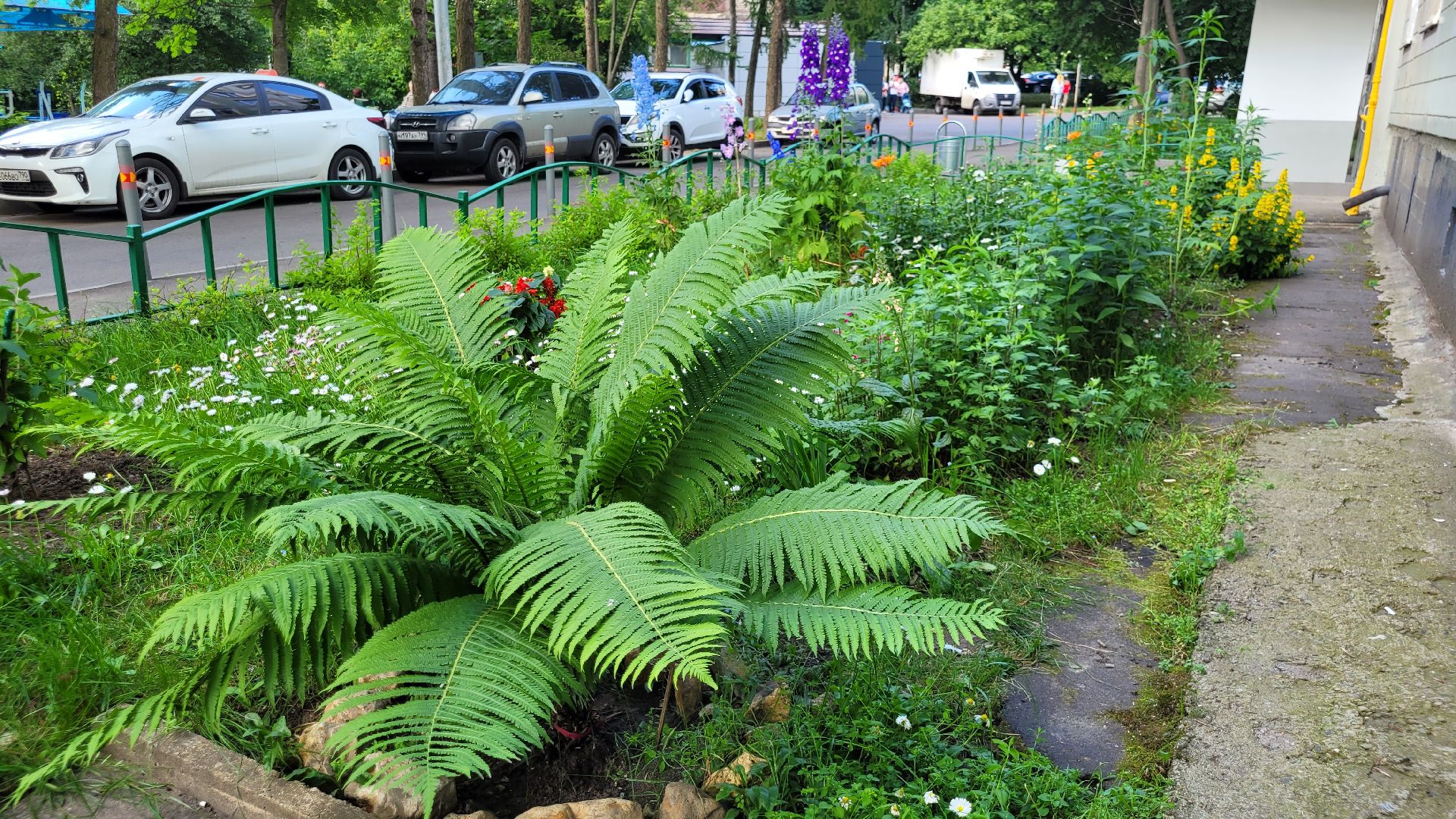 цветы; сад; видное; растения