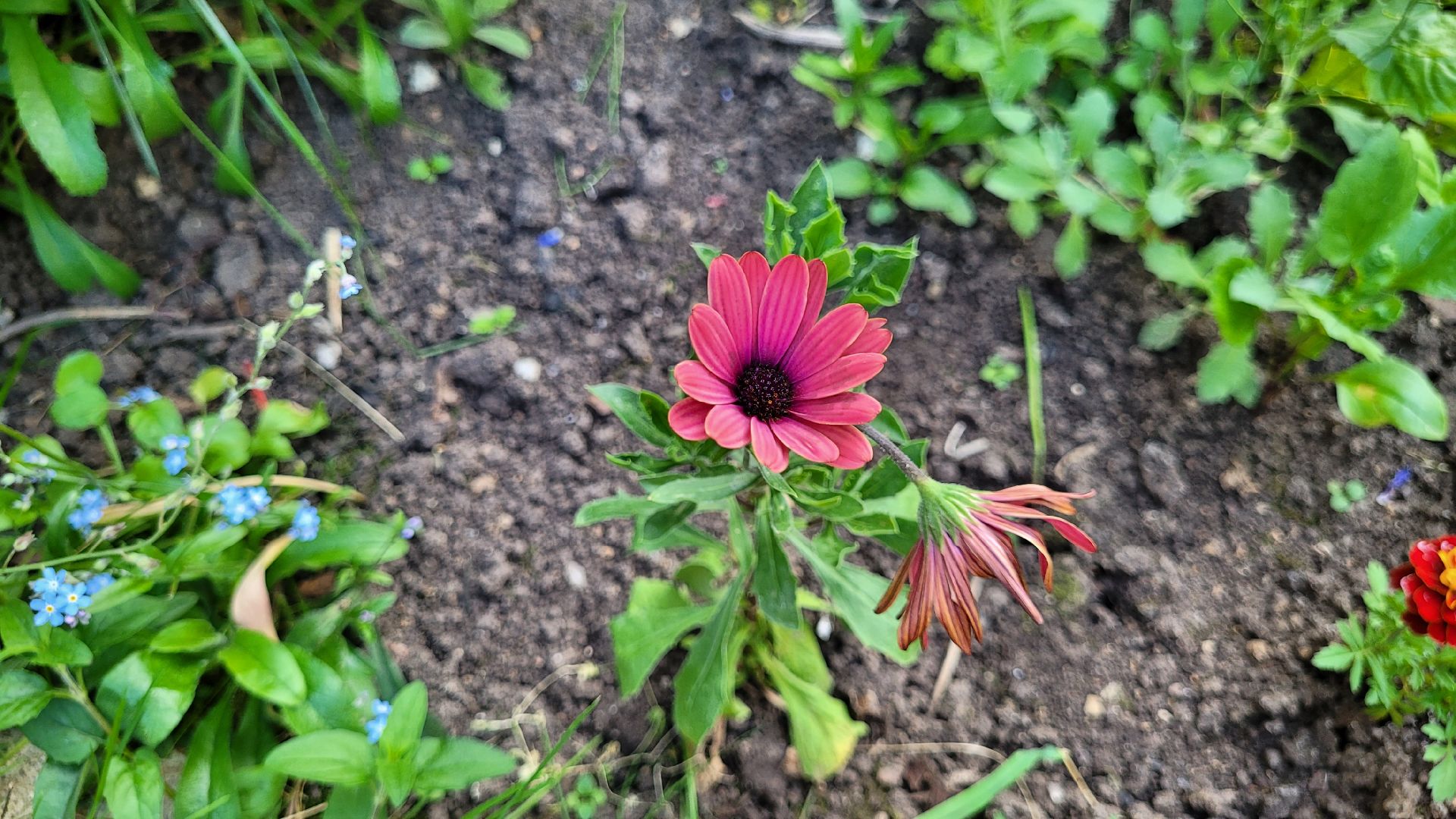 цветы; сад; видное; растения