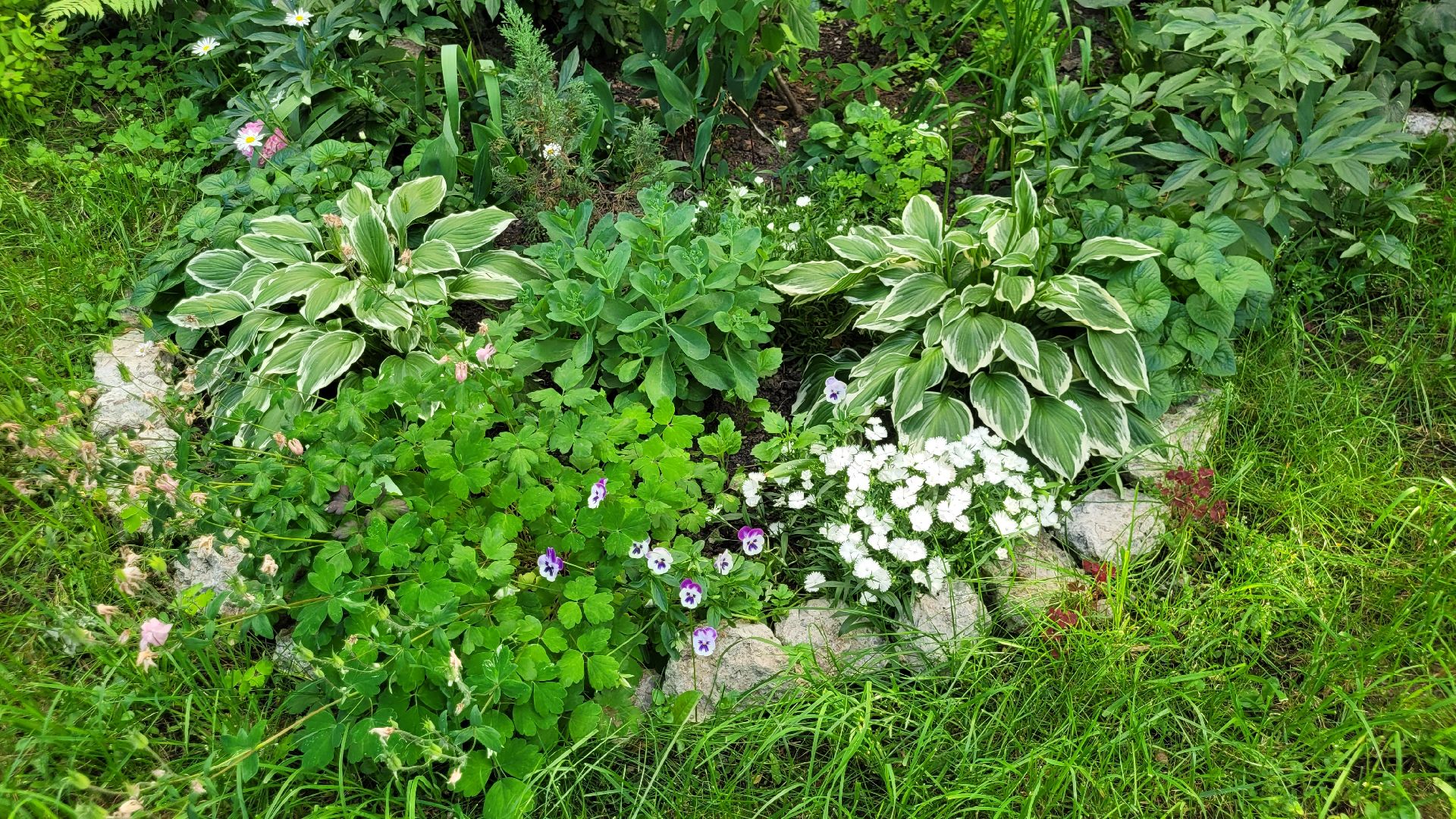 цветы; сад; видное; растения