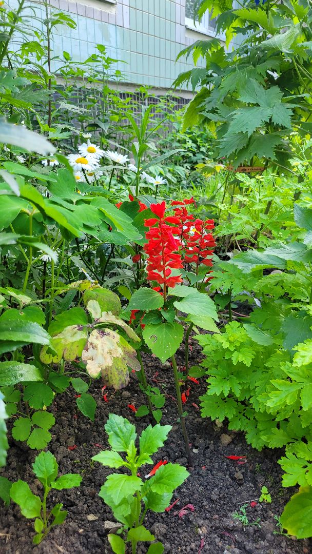 цветы; сад; видное; растения