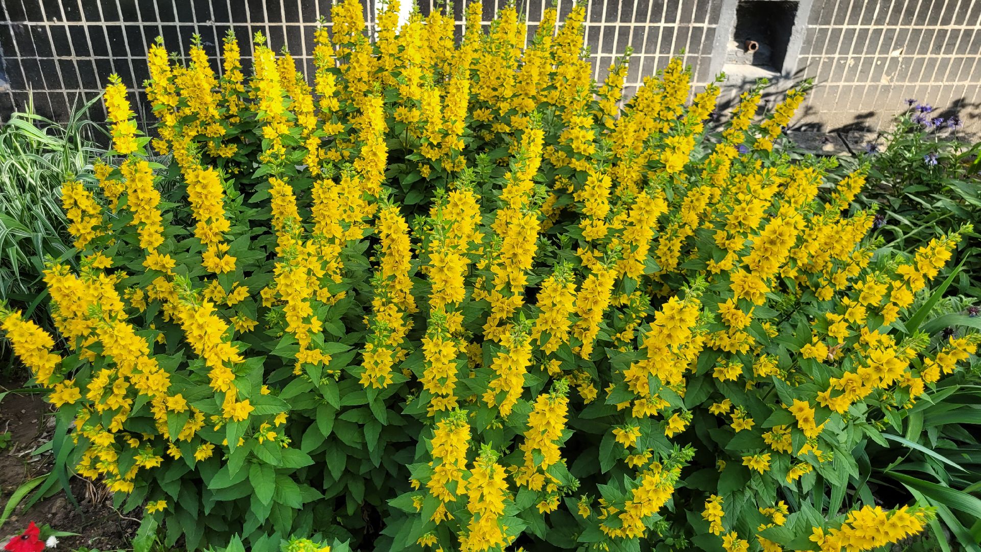 цветы; сад; видное; растения