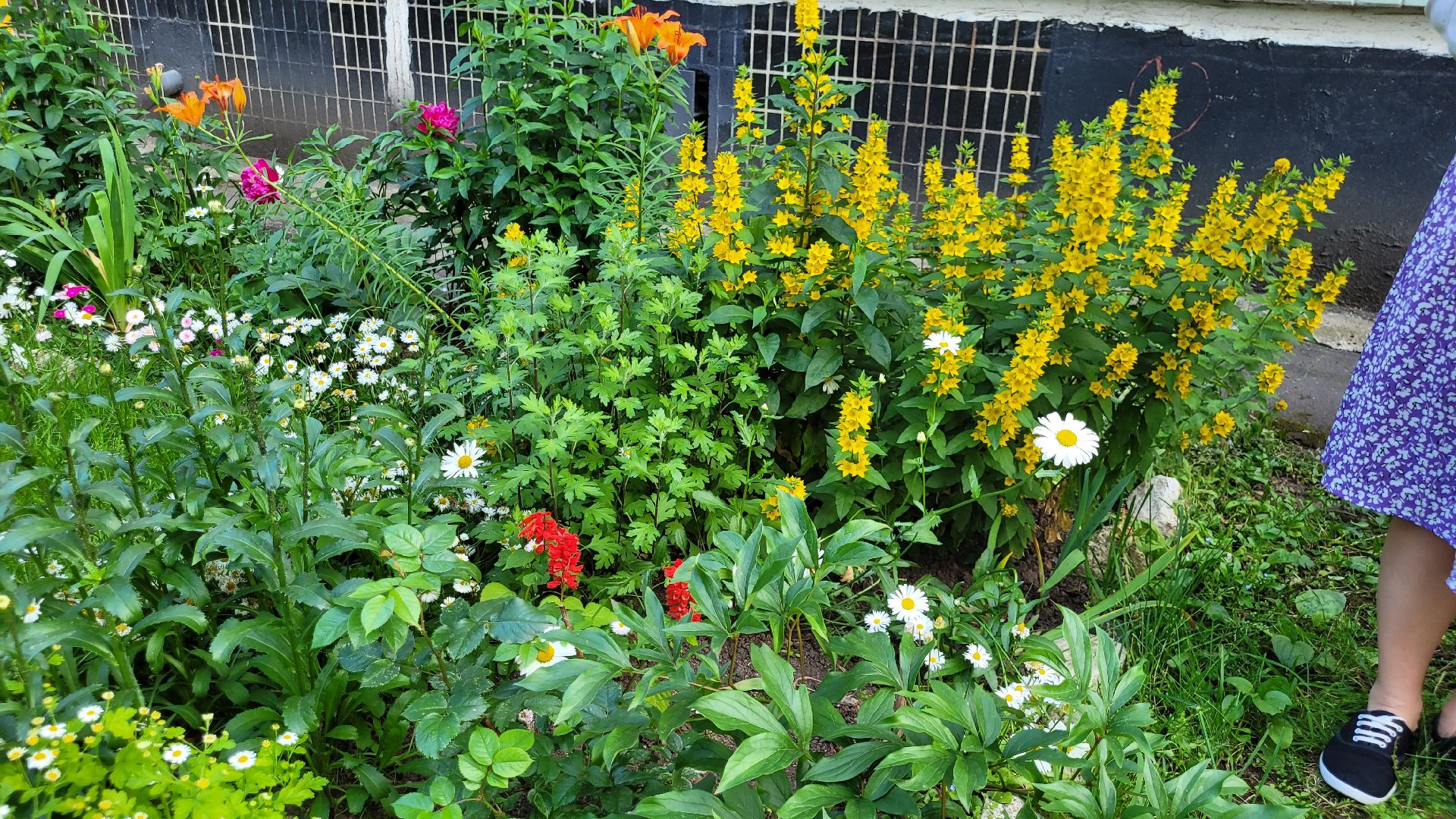 цветы; сад; видное; растения