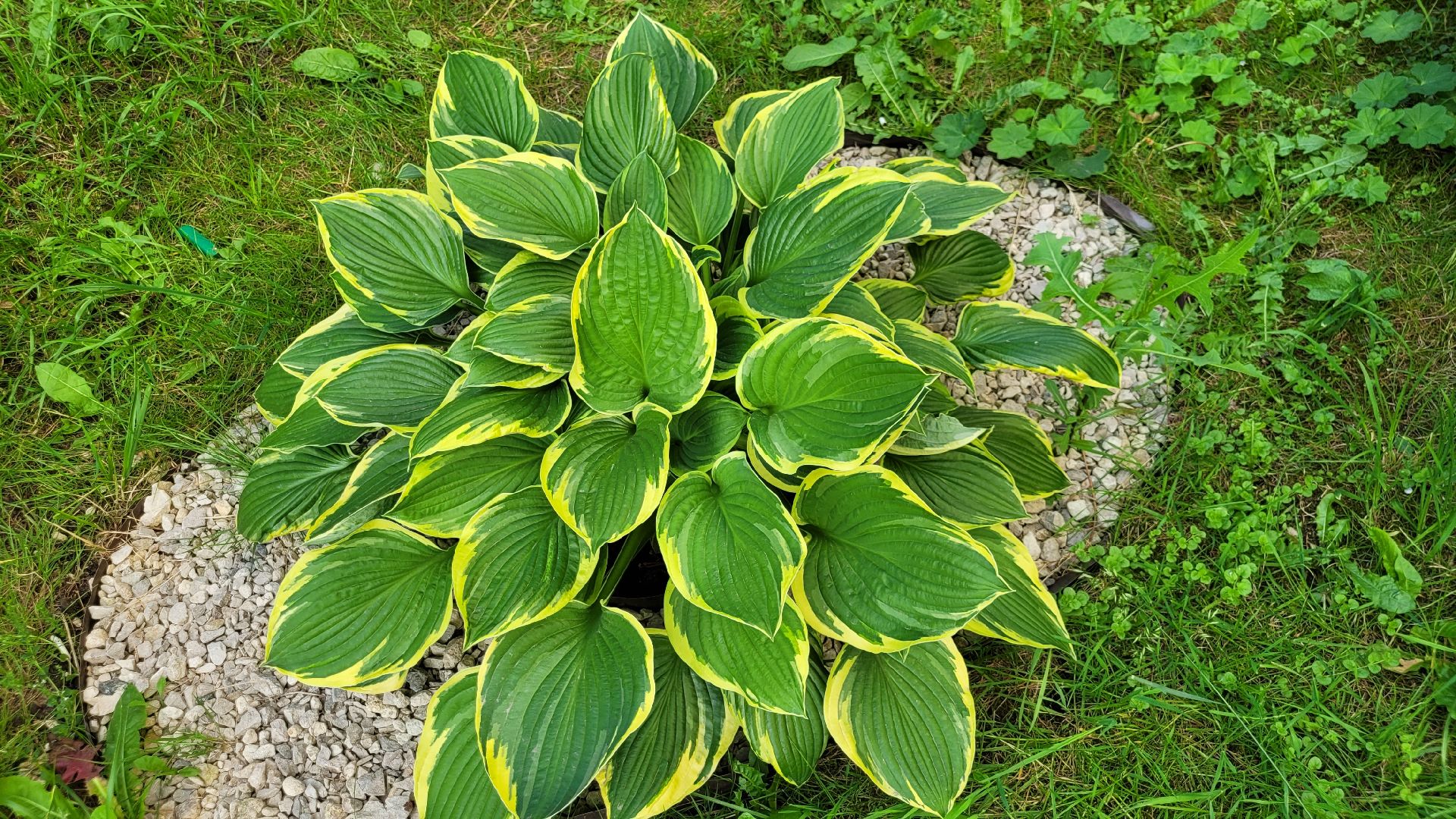 цветы; сад; видное; растения