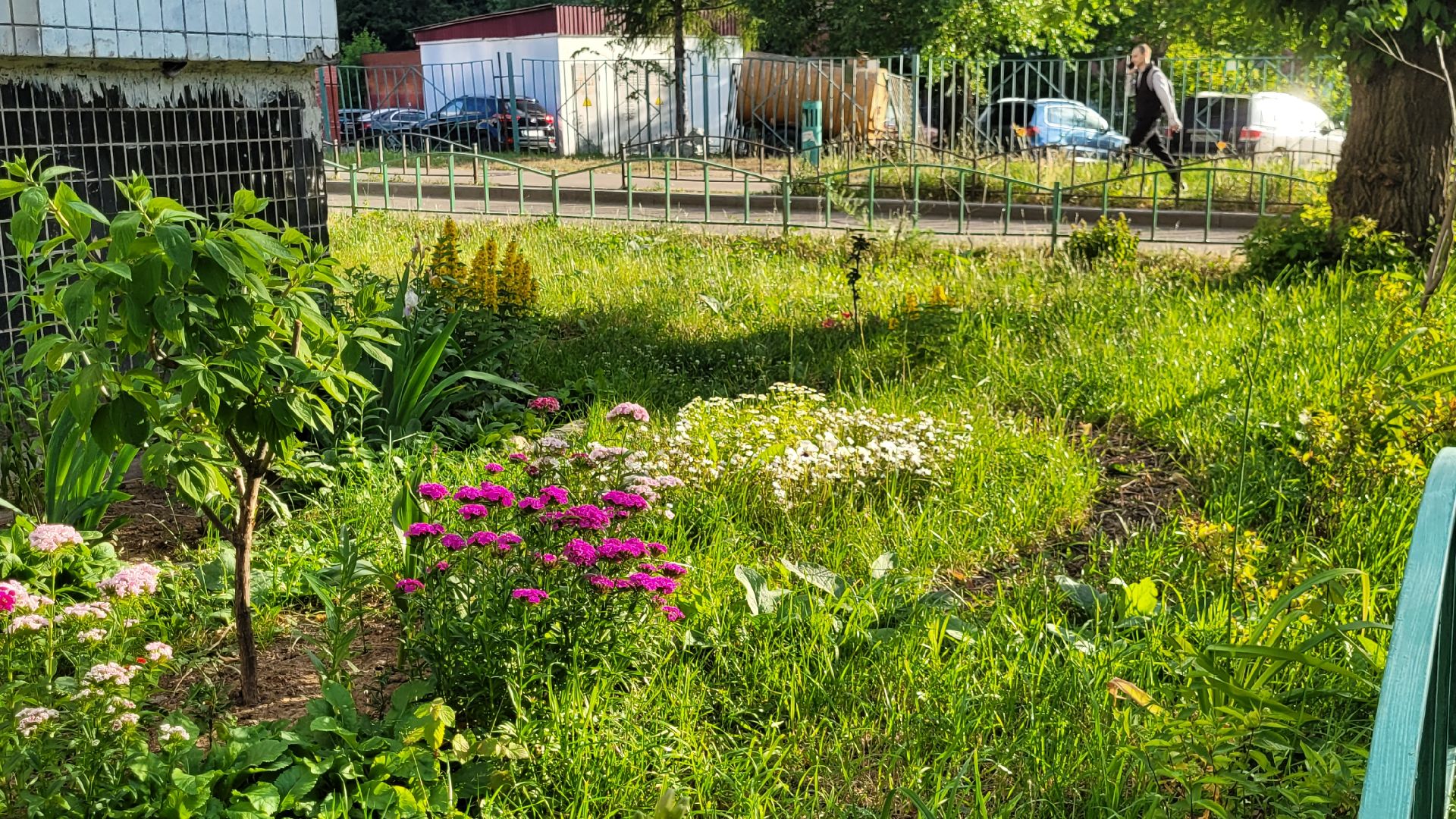 цветы; сад; видное; растения