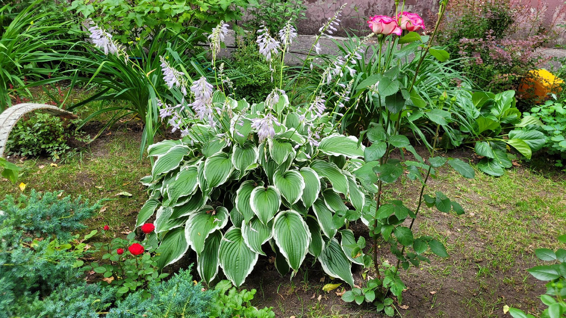 цветы; сад; видное; палисадник; искусство