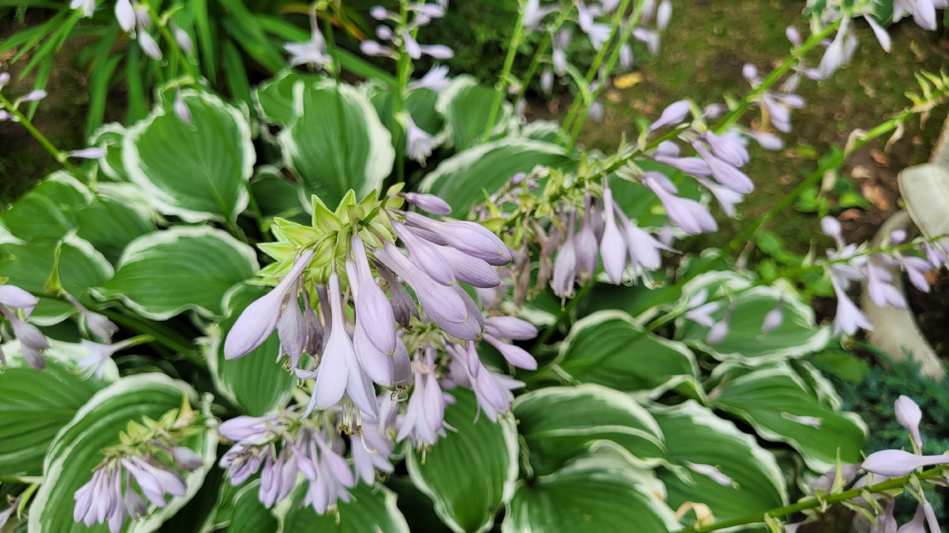 цветы; сад; видное; палисадник; искусство