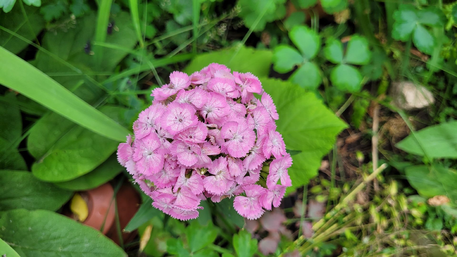 цветы; сад; видное; палисадник; искусство