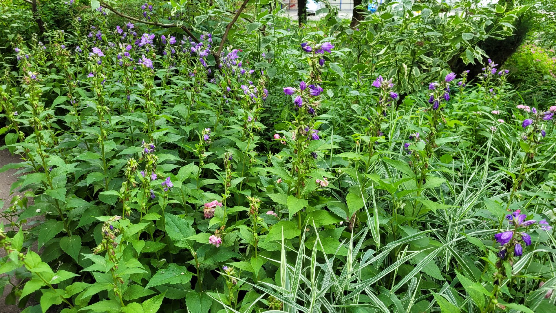 цветы; сад; видное; палисадник; искусство
