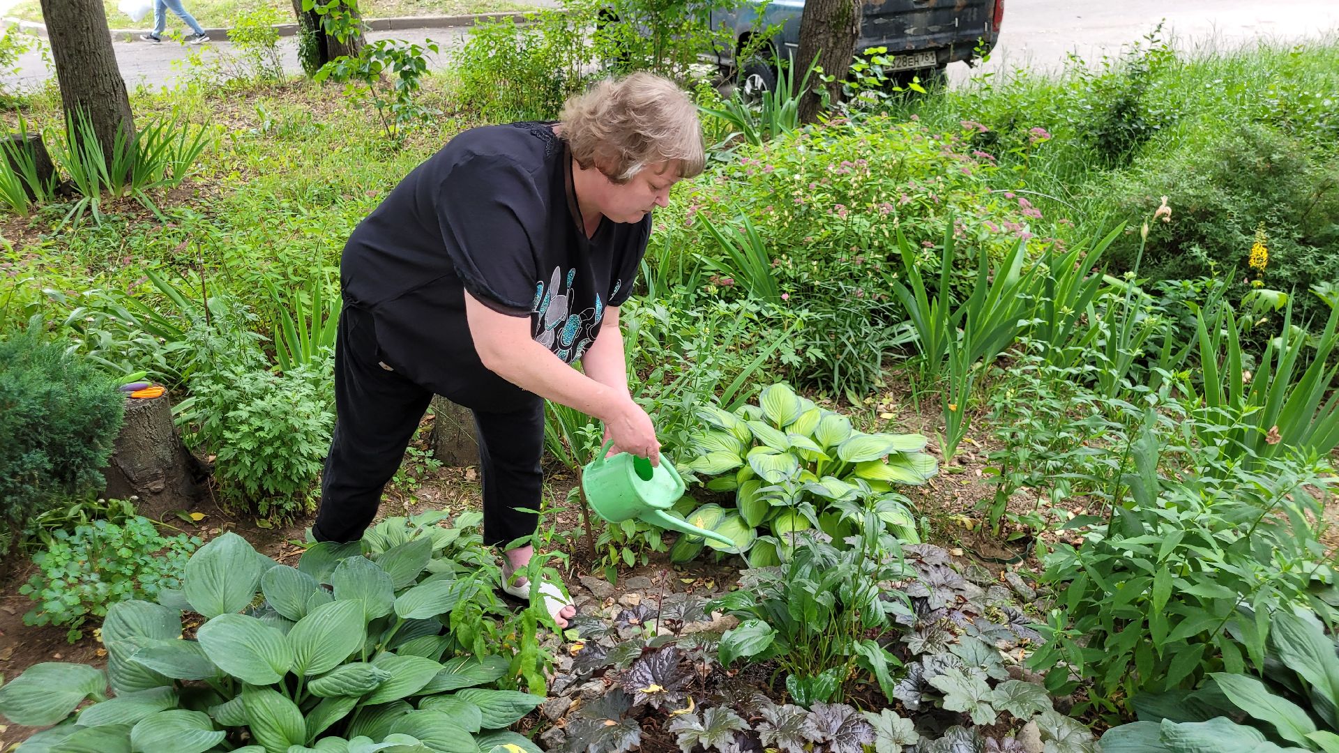 цветы; сад; видное; палисадник; искусство