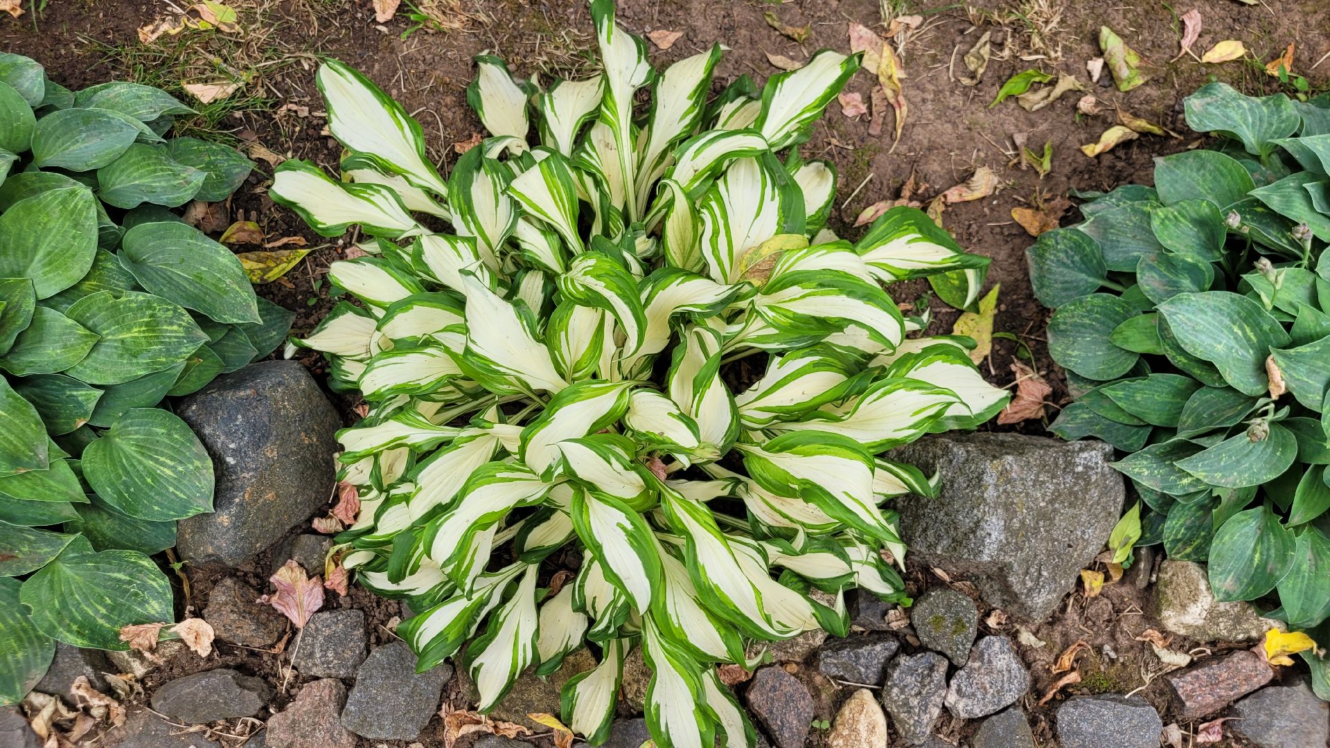 цветы; сад; видное; палисадник; искусство