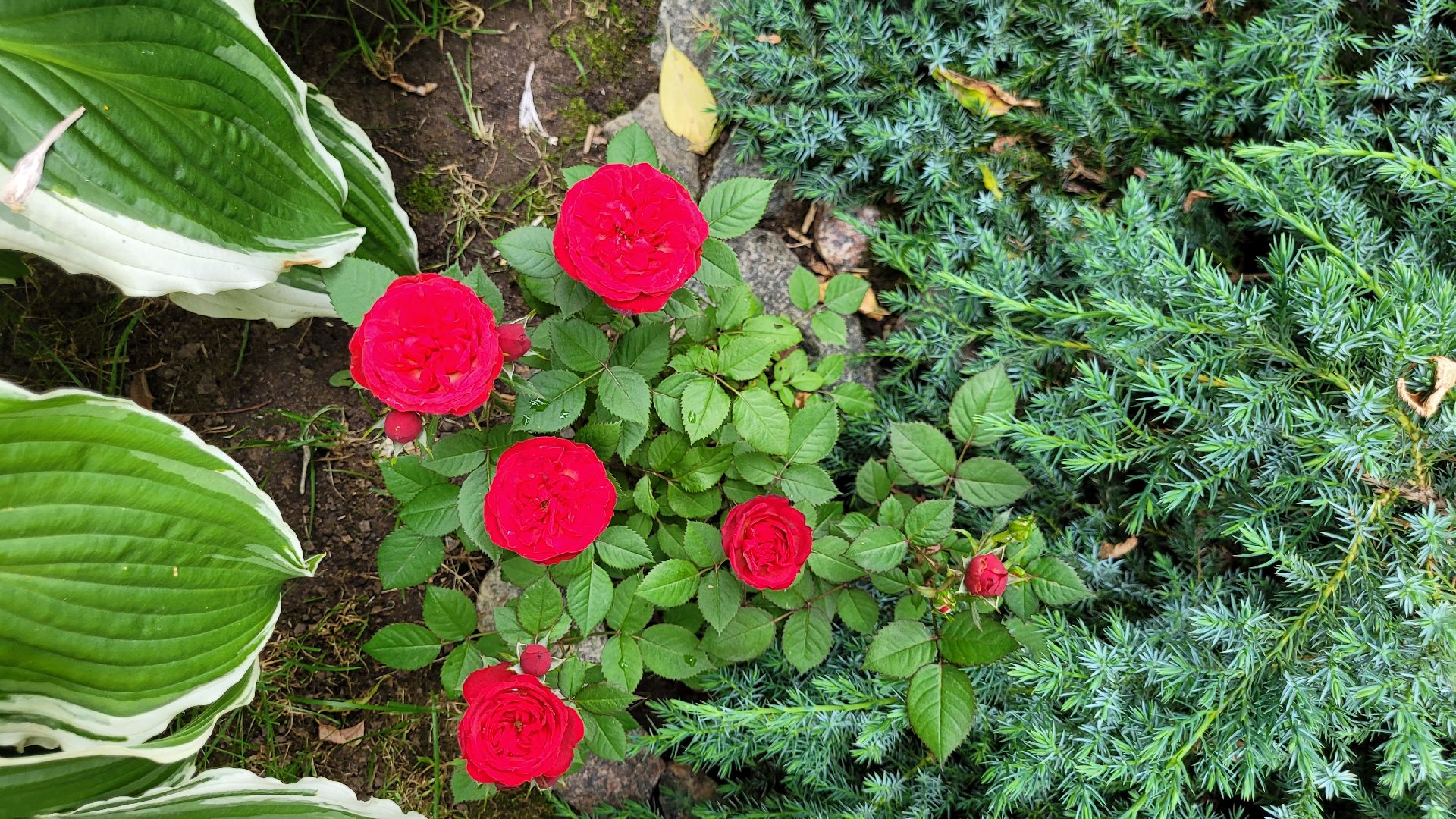 цветы; сад; видное; палисадник; искусство