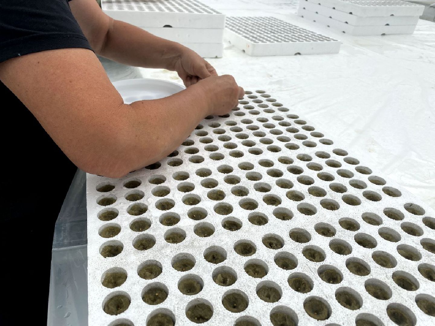 тепличный комплекс Подмосковье, овощи, экономика