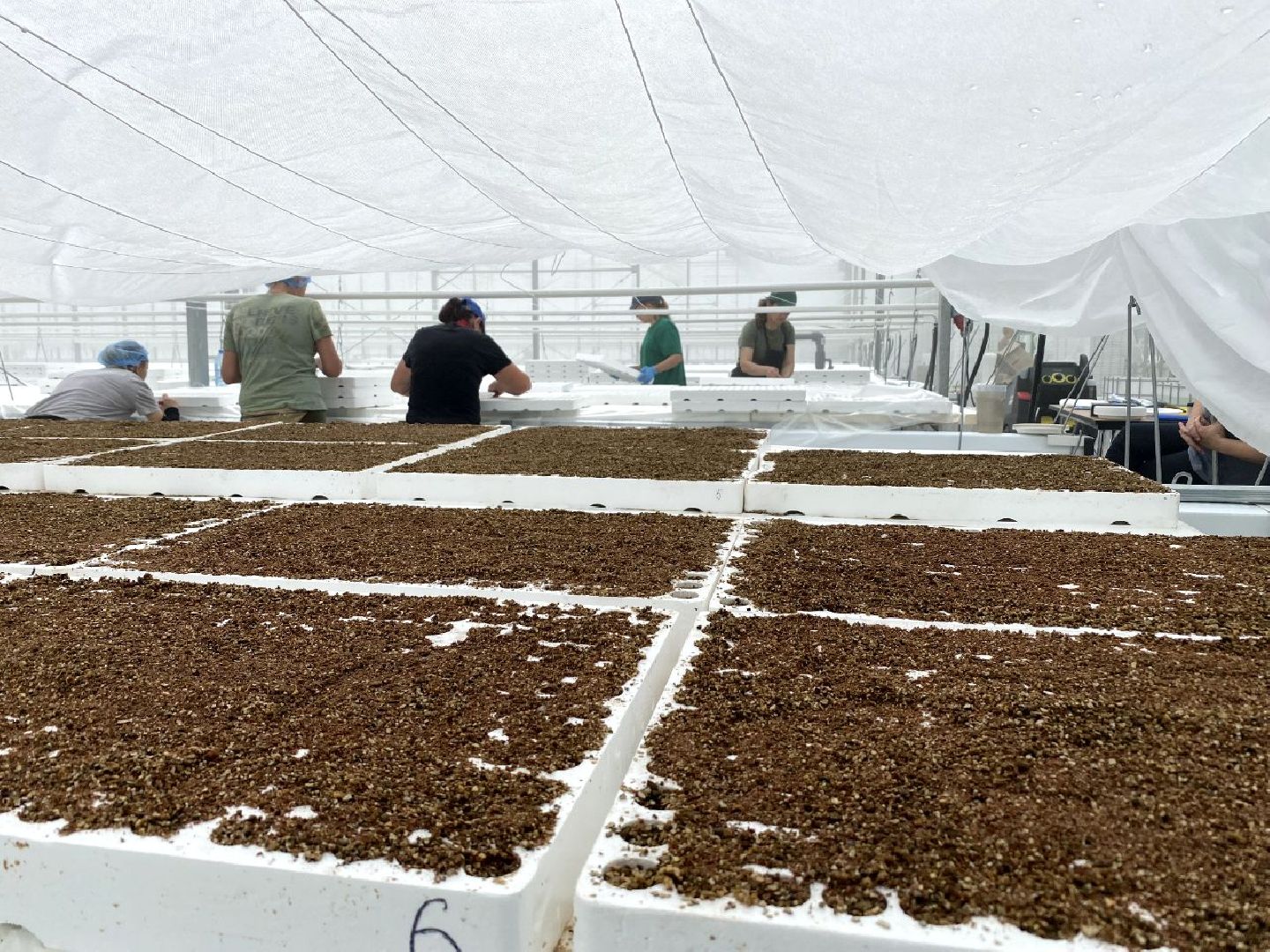 тепличный комплекс Подмосковье, овощи, экономика