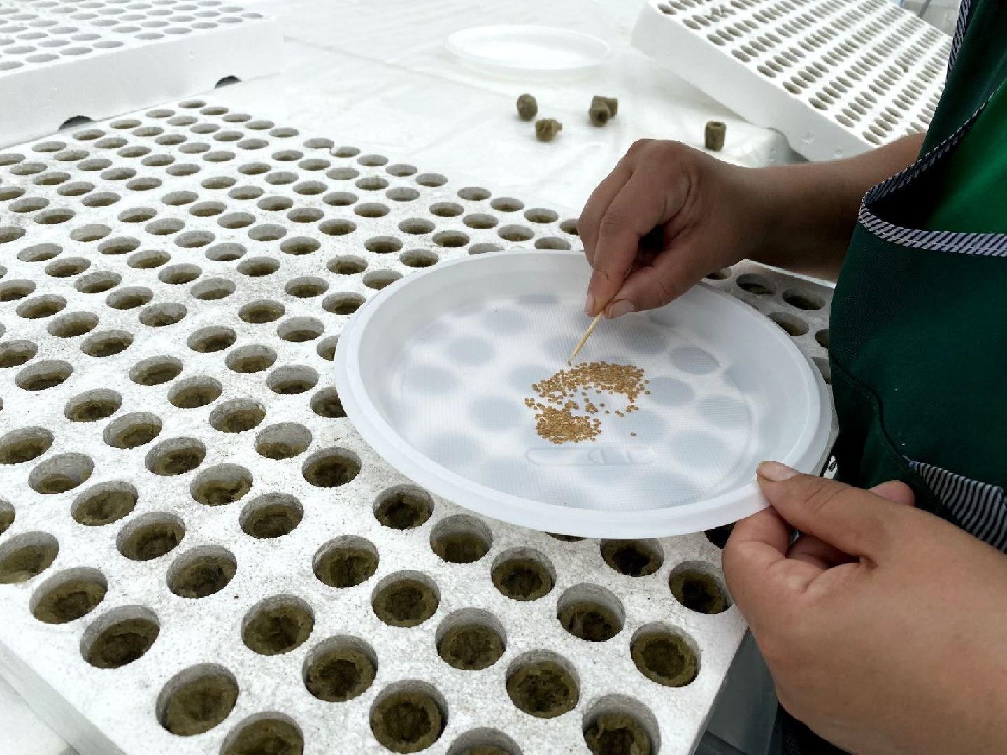 тепличный комплекс Подмосковье, овощи, экономика