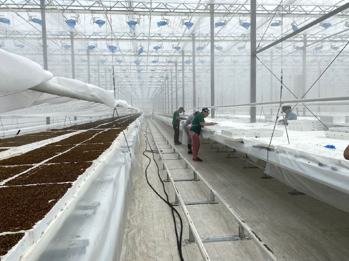 тепличный комплекс Подмосковье, овощи, экономика