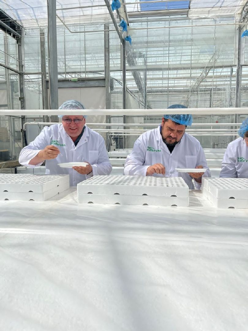 тепличный комплекс Подмосковье, овощи, экономика