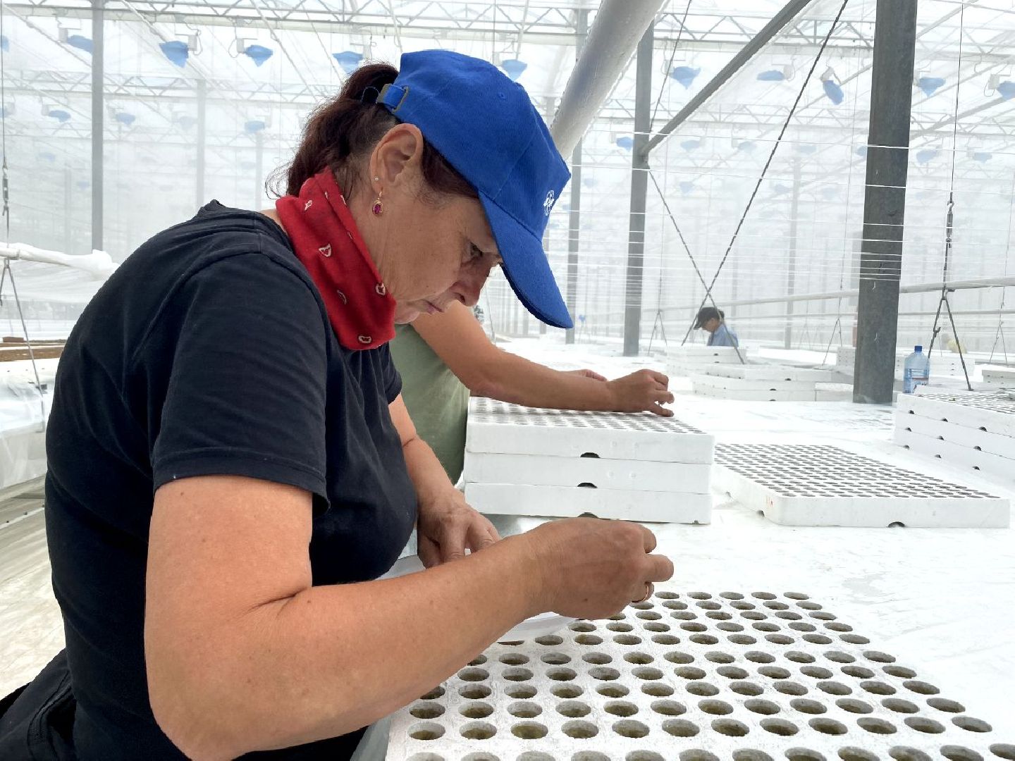 тепличный комплекс Подмосковье, овощи, экономика