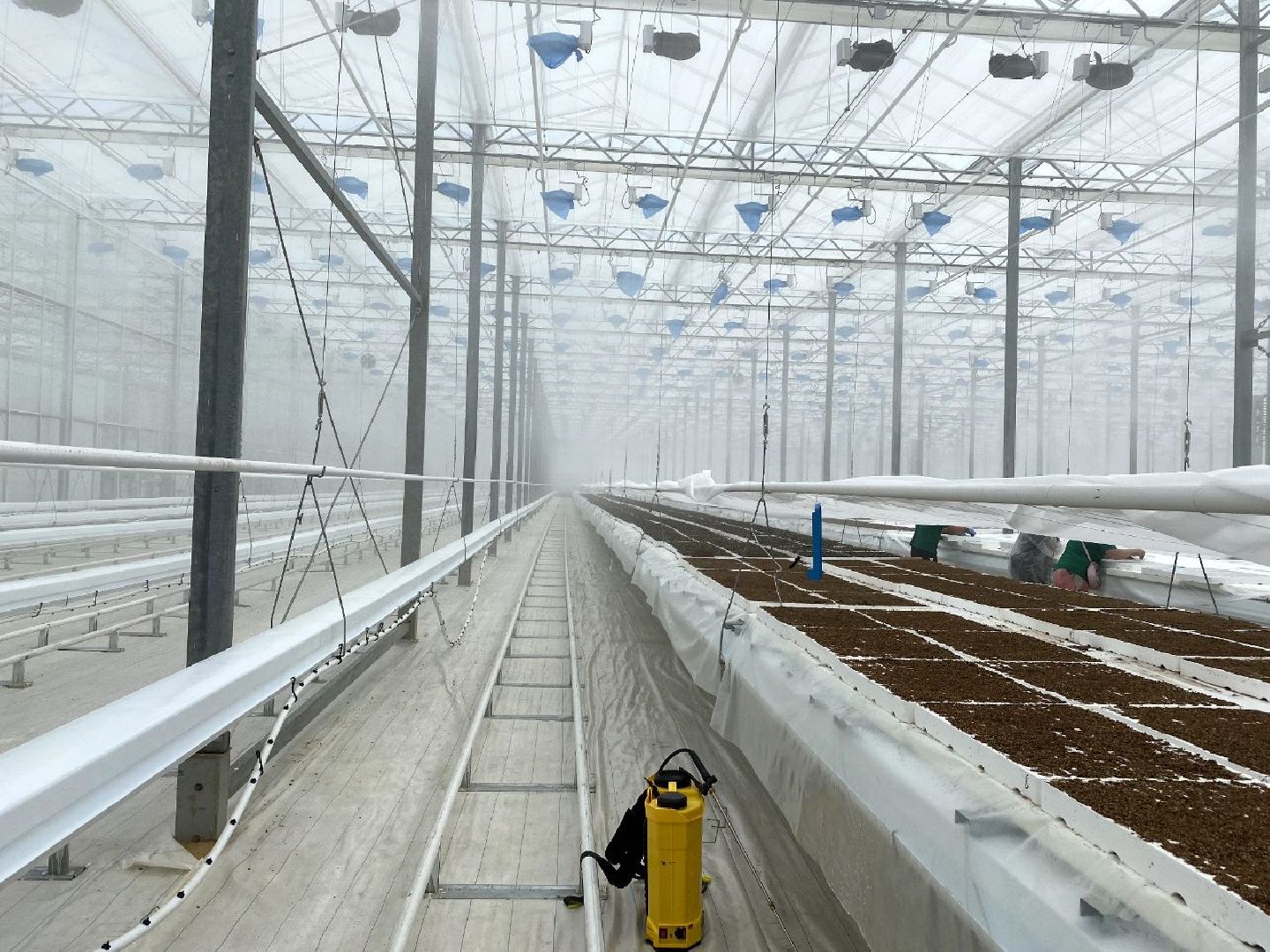 тепличный комплекс Подмосковье, овощи, экономика