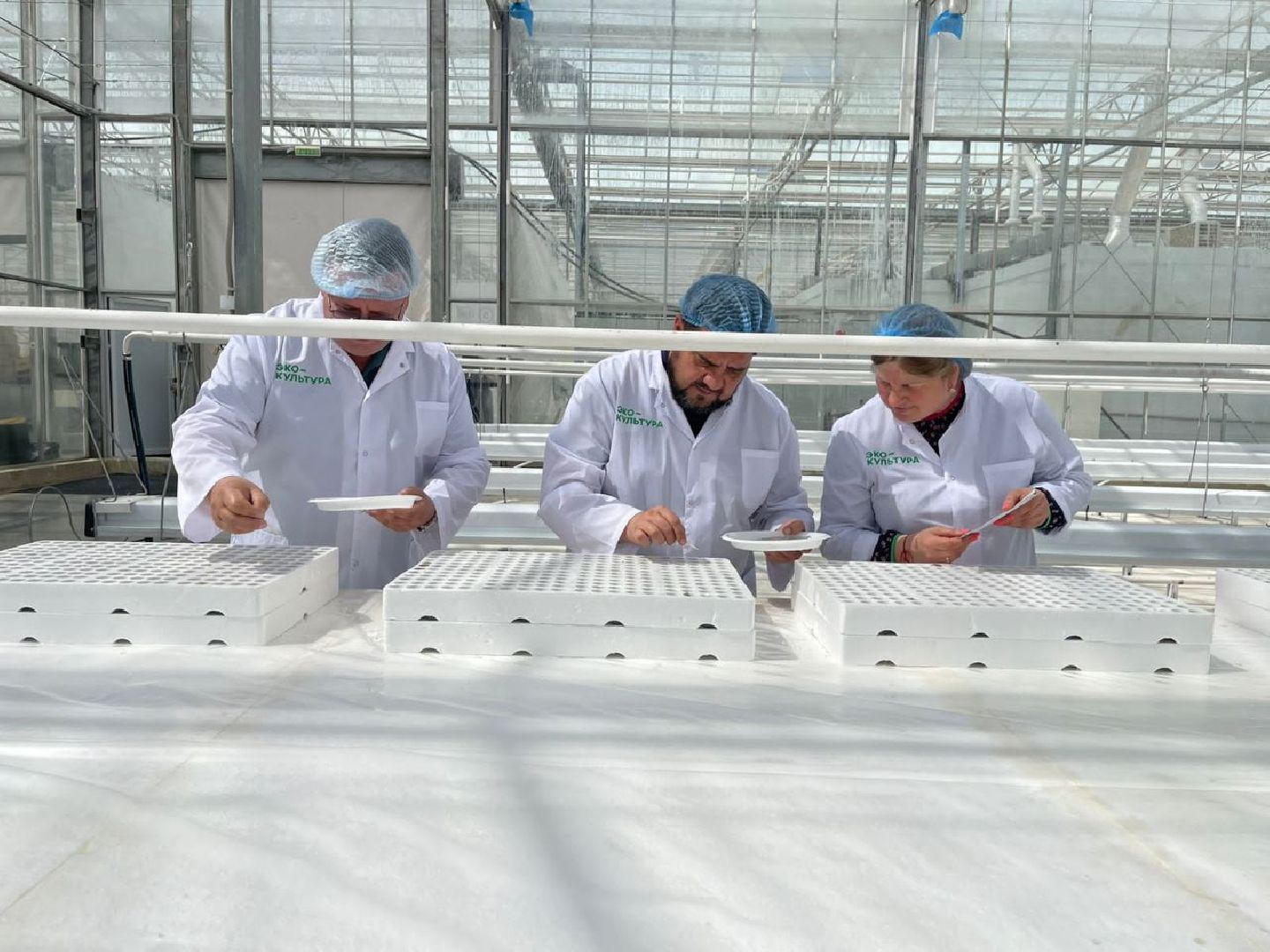 тепличный комплекс Подмосковье, овощи, экономика