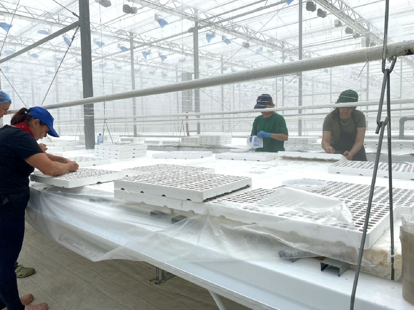 тепличный комплекс Подмосковье, овощи, экономика