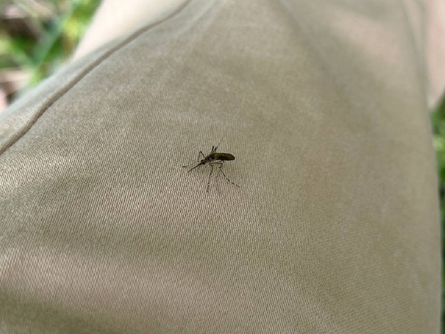 Реутов, здоровье, комары, репелленты, москитные сетки