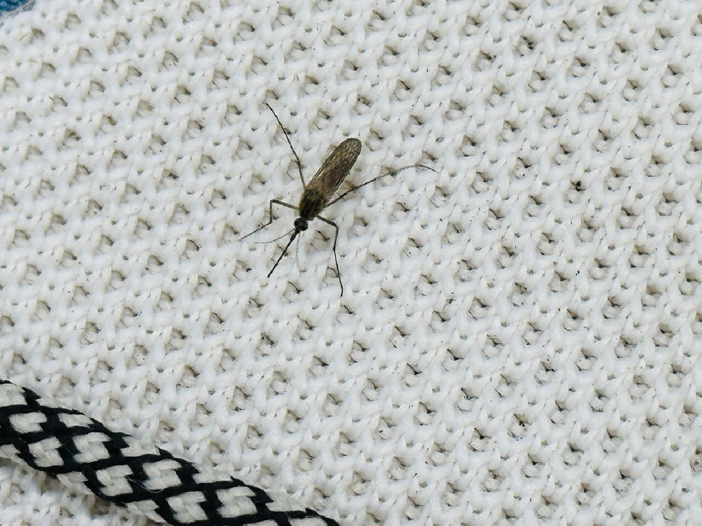 Реутов, здоровье, комары, репелленты, москитные сетки