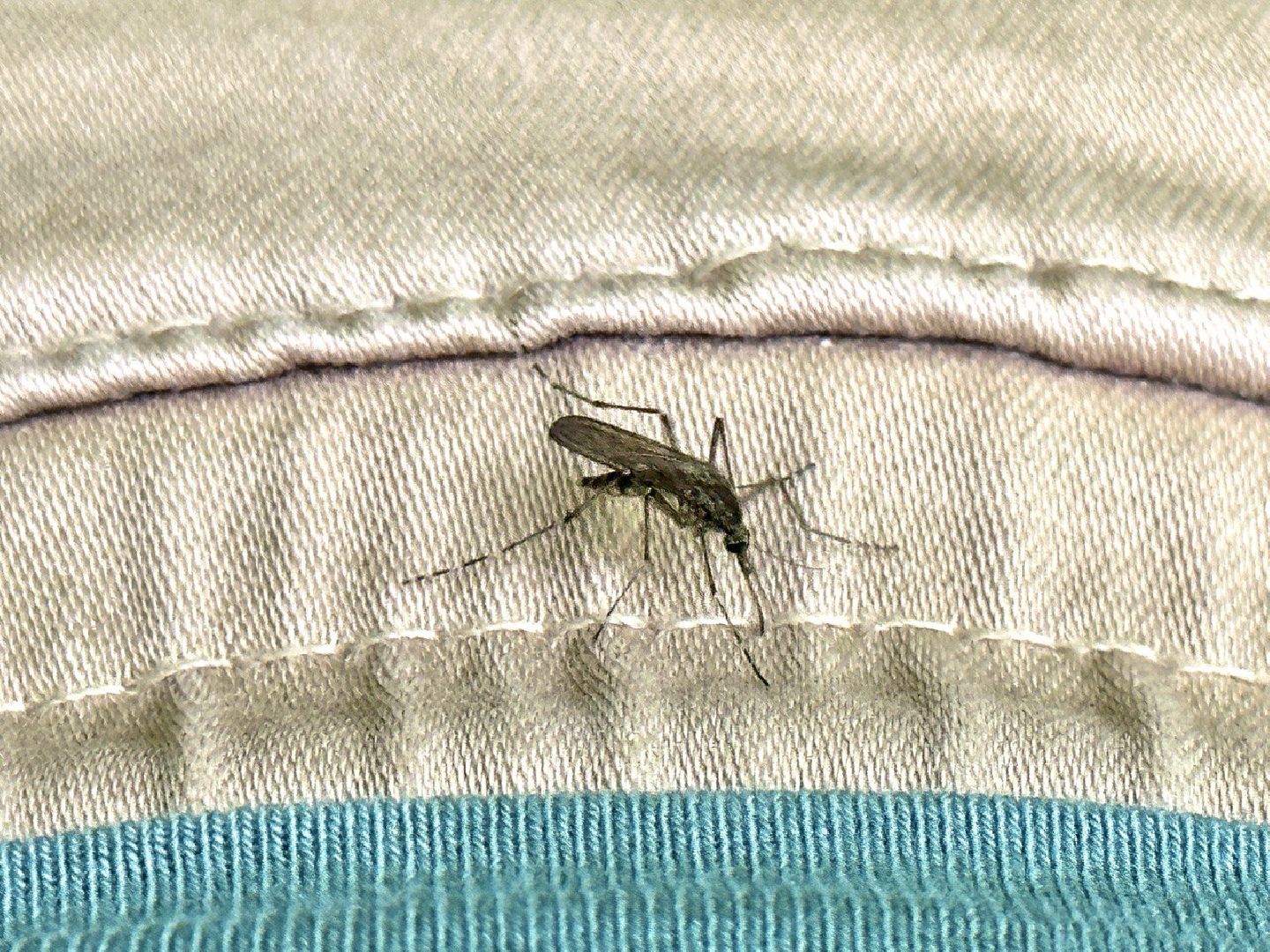 Реутов, здоровье, комары, репелленты, москитные сетки